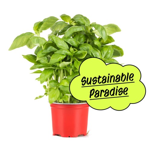 Sustainable Paradise - The picture shows a basil plant
